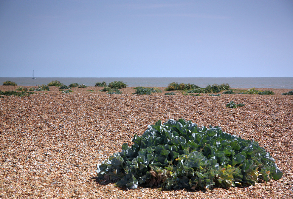 Shingle Street – Sound of the sea