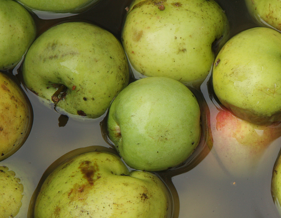 Apple crusher crunching sound