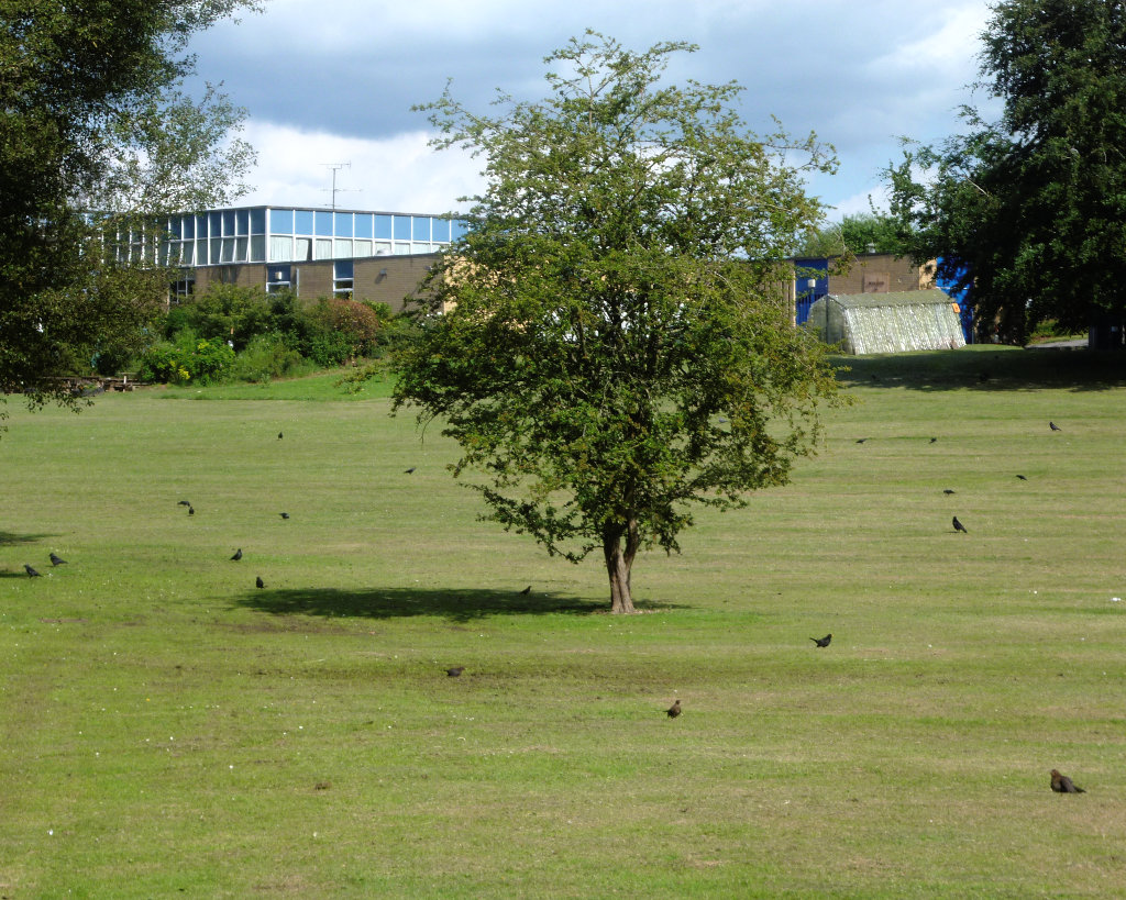 Flock of young Jackdaws begging food, Whitchurch, Hampshire