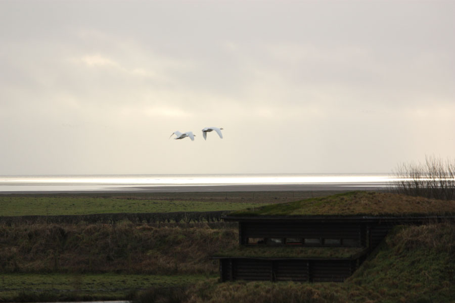 Caerlaverock morning