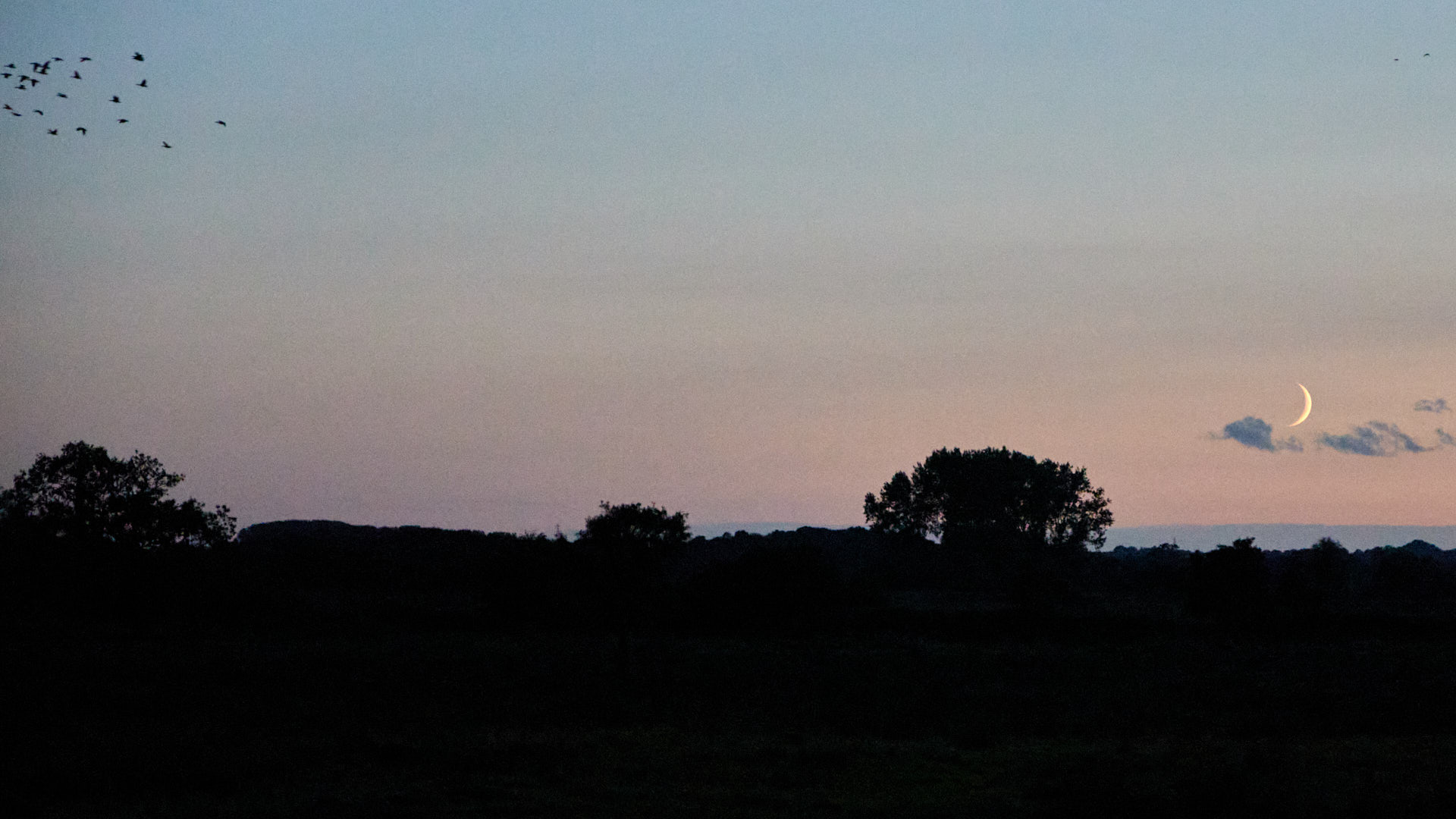 Geese flying overhead to roost