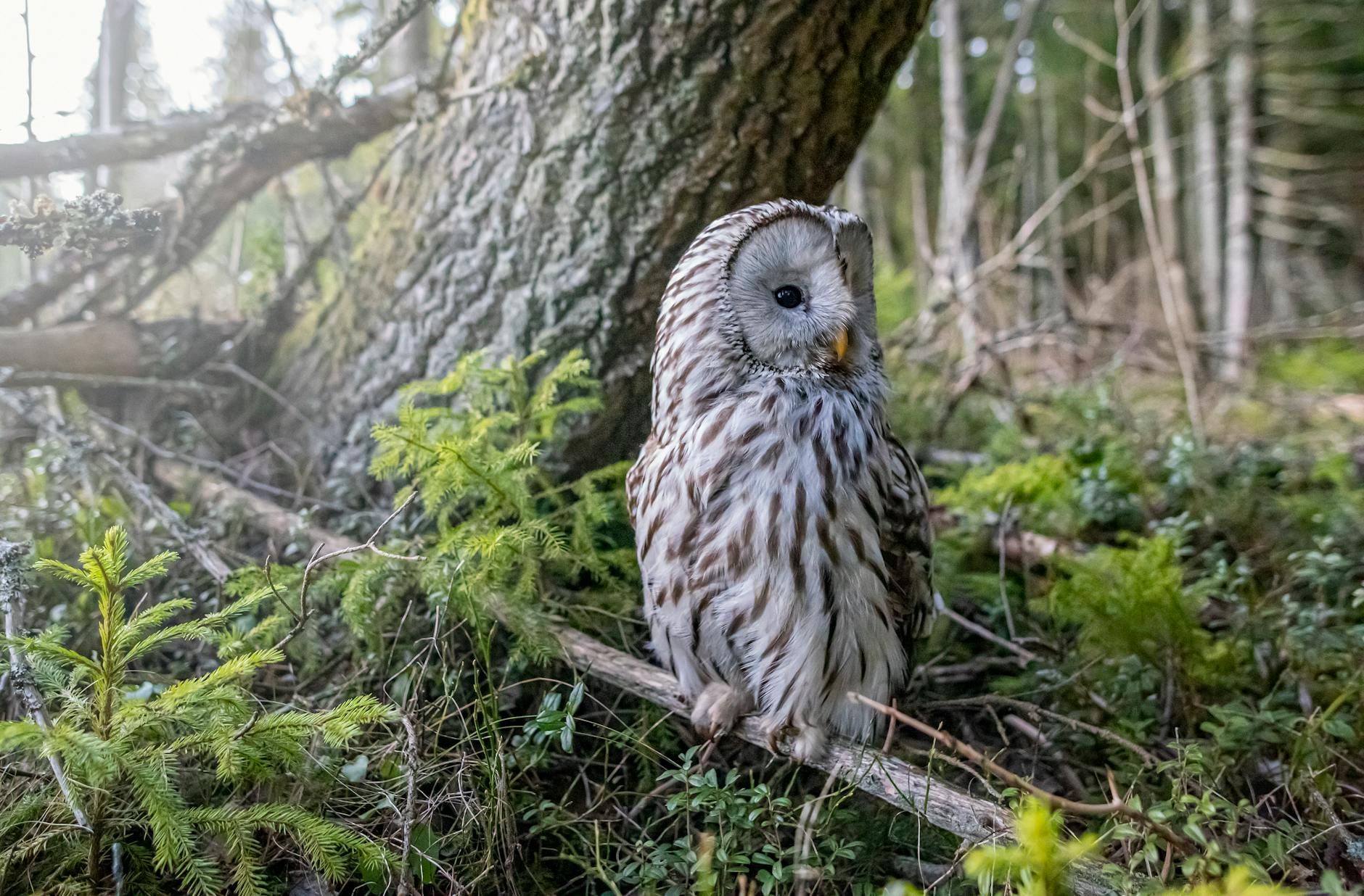Eerie call of Tawny Owls hooting in the evening