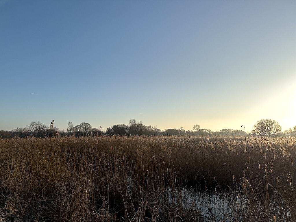 early morning Bittern and Geese, Shapwick Heath